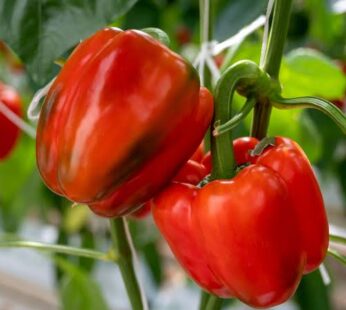 Piment