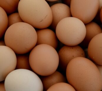 Oeuf